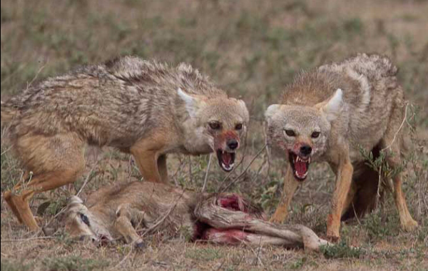La caratura delle anti-Pillon: sciacalle, spregevoli, immorali